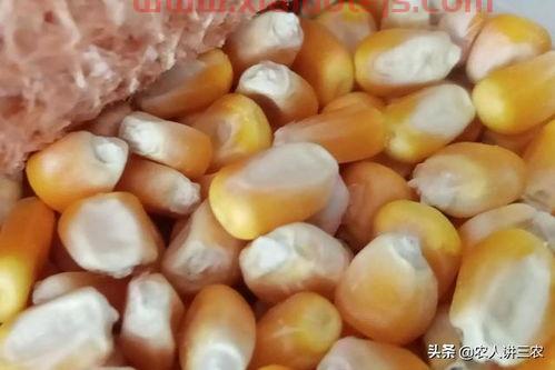 玉米收购价格今日价一斤多少钱
