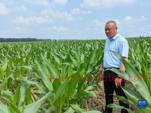 2020年黑龙江玉米潮粮价格
