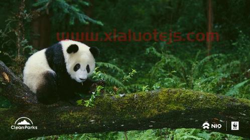 wwf世界自然基金会