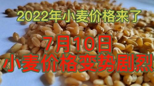今年小麦价格是多少钱一斤2022